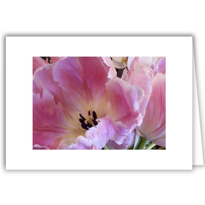 Pink Tulip Close-Up