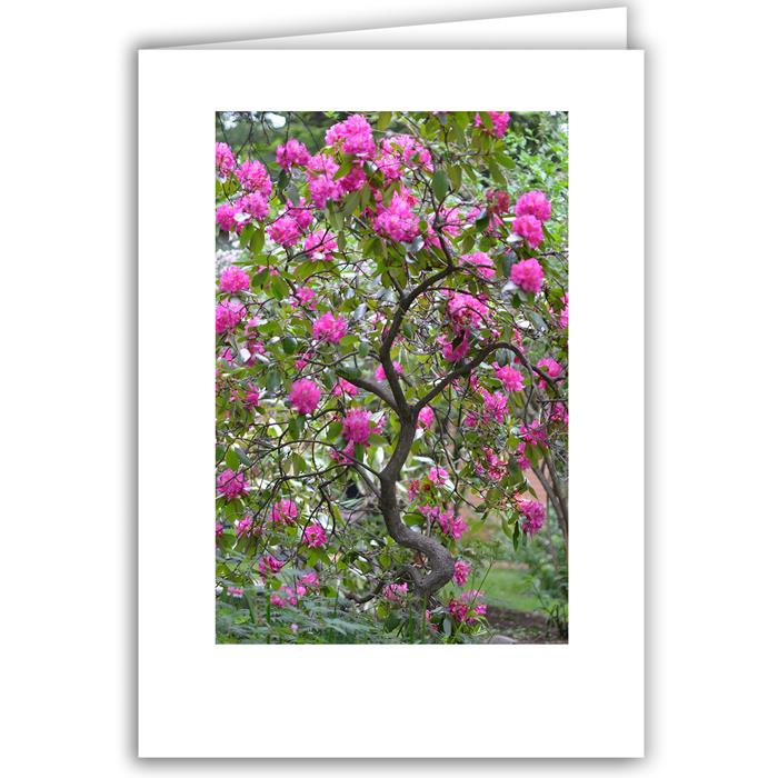 Pink Rhododendron