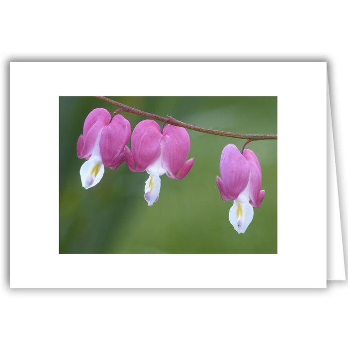 Bleeding Heart Trio