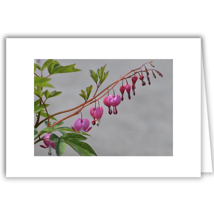 Bleeding Heart with Leaves