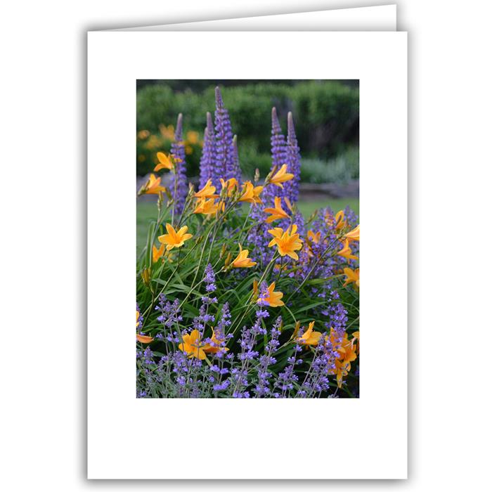 Catmint, Lupine, and Daylily