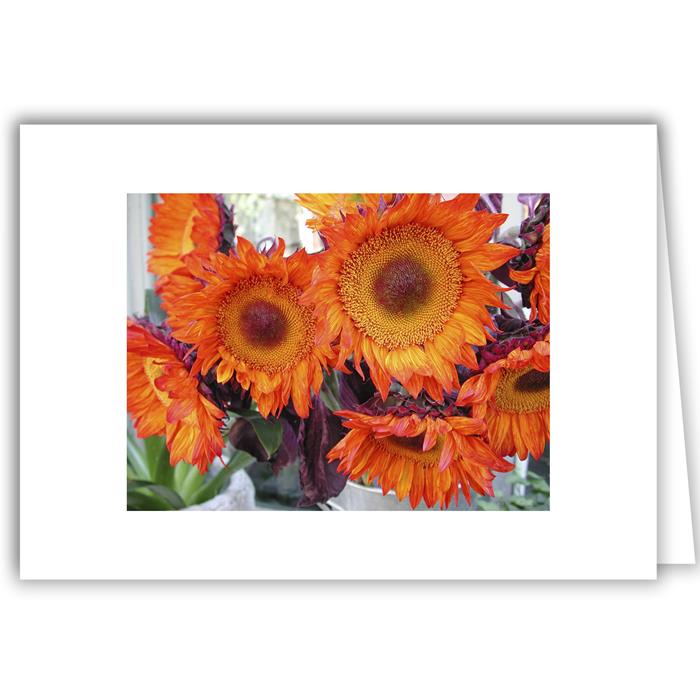 Orange Coral Sunflowers