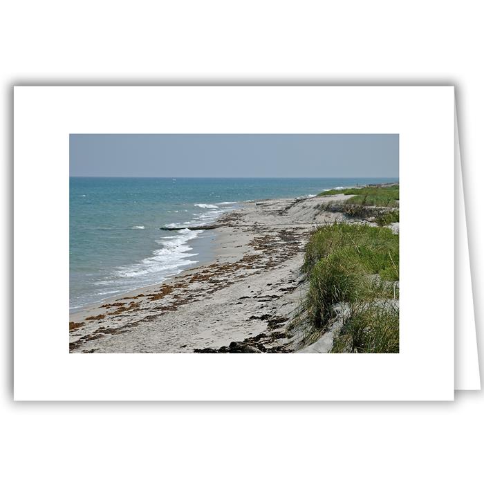 Grass and Seaweed - Florida