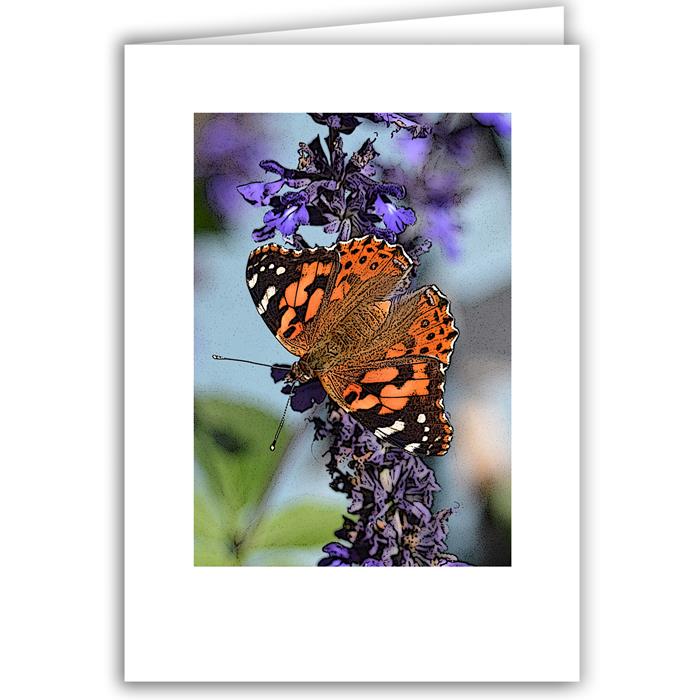 Butterfly on Purple Flower