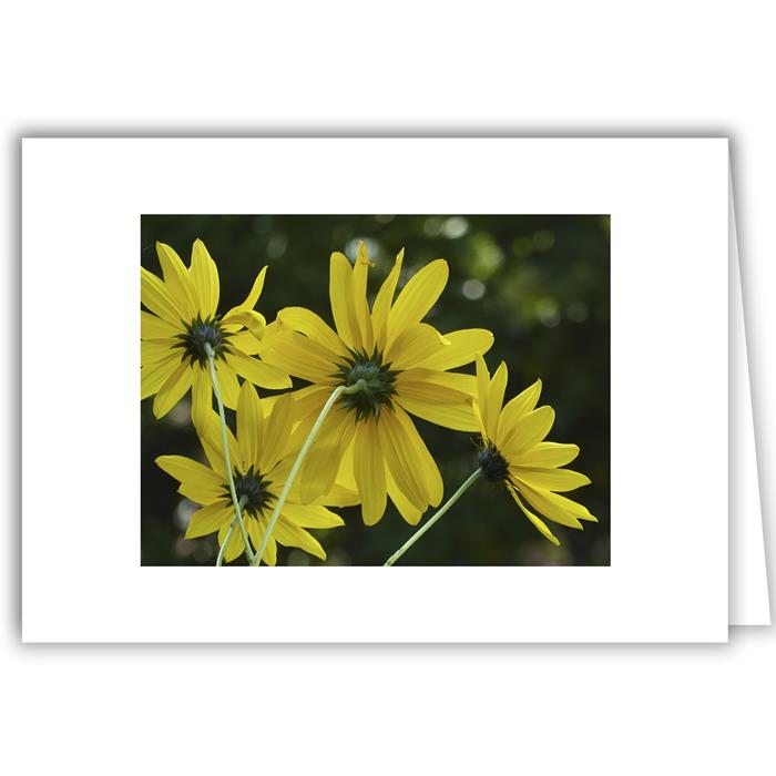 Yellow Coreopsis