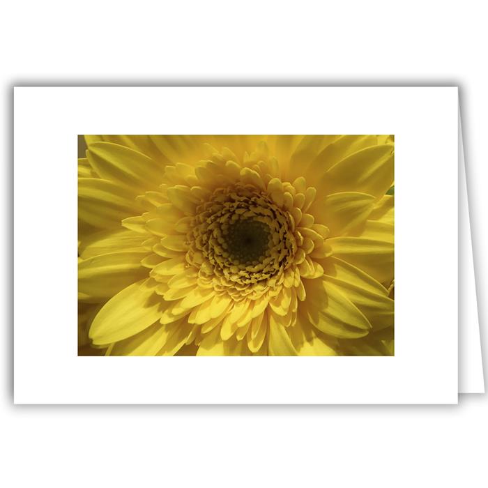 Yellow Chrysanthemum