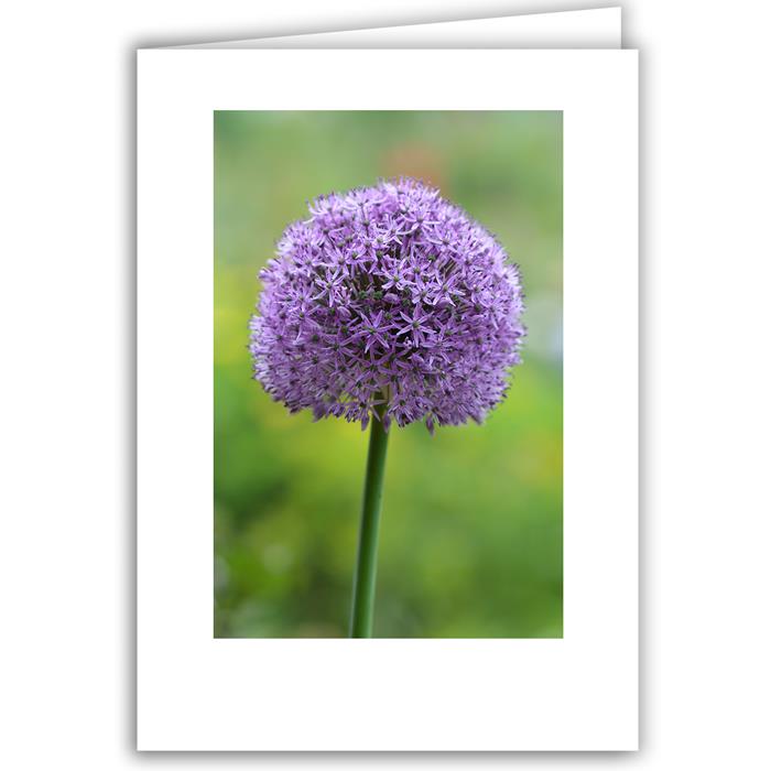 Purple Allium