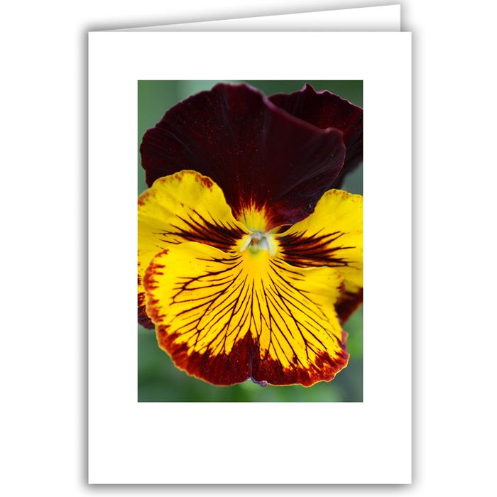 Dark Red and Bright Yellow Pansy