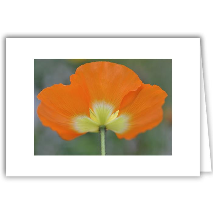 Orange Poppy