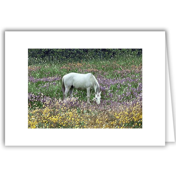 Horse in Pasture