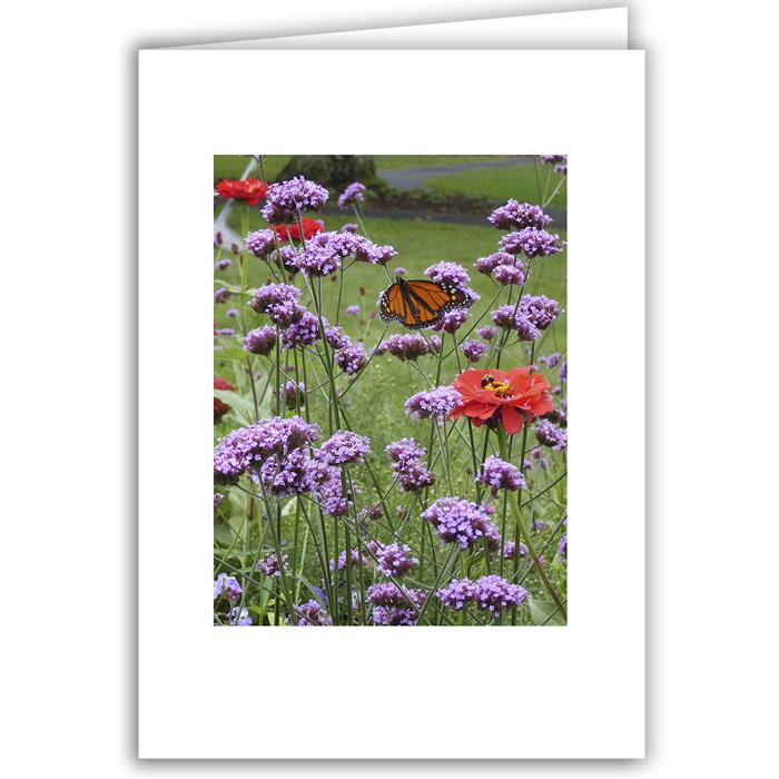 Monarch Butterfly between Poppies - Peterborough, NH