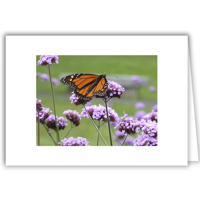 Monarch Butterfly and Verbena - Peterborough, NH