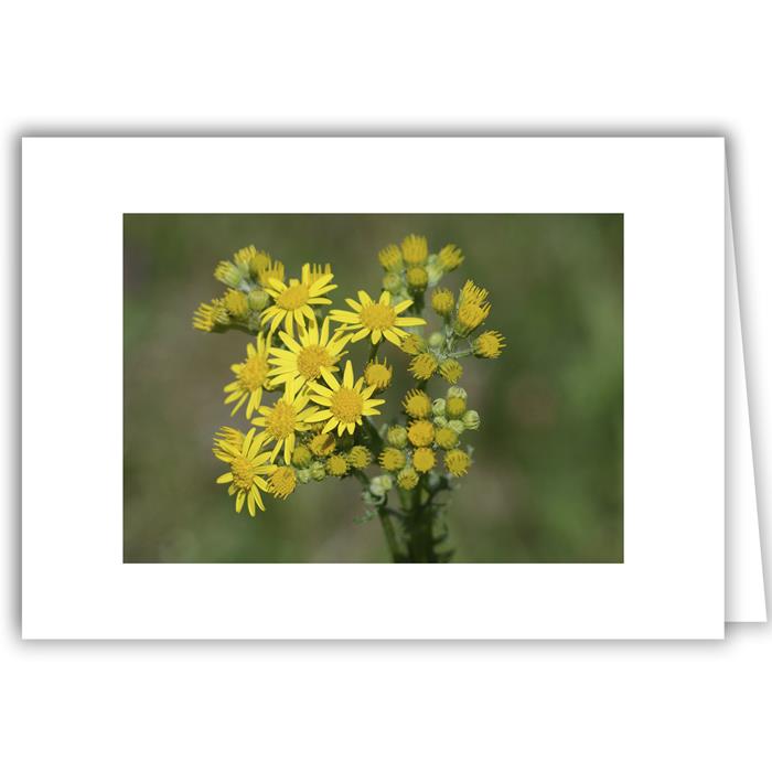 Sprig of Yellow Daisies