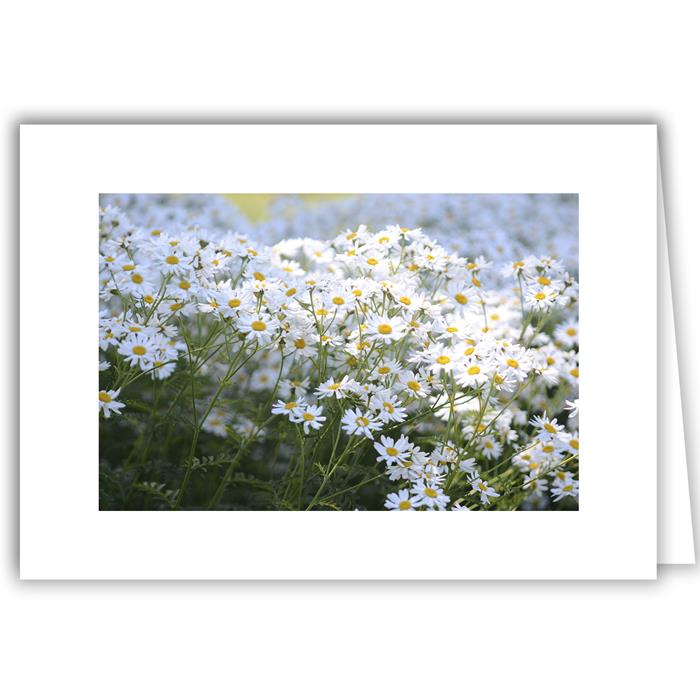 Daisies in Field