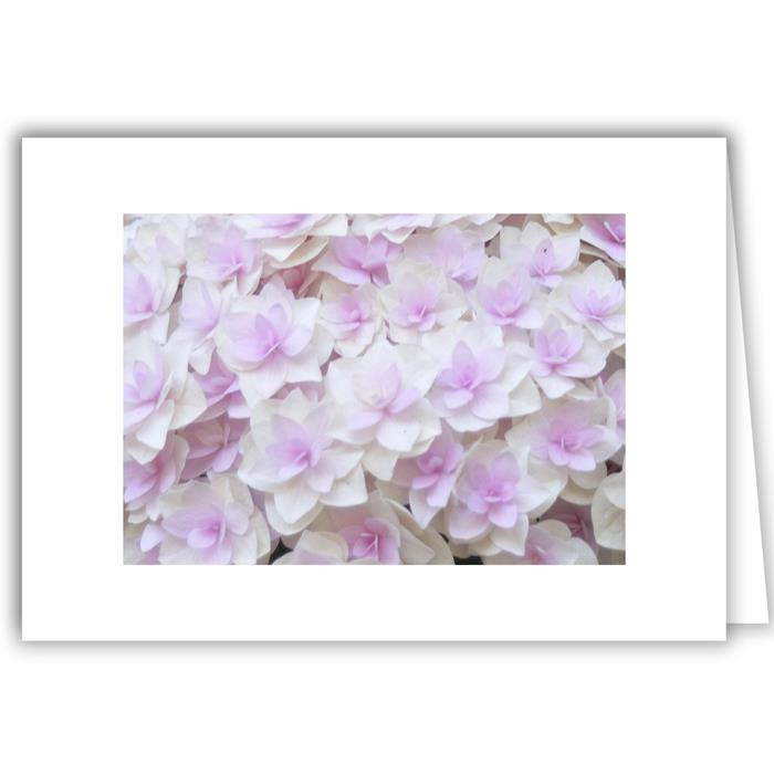 Pink &amp; White Hydrangea Motif