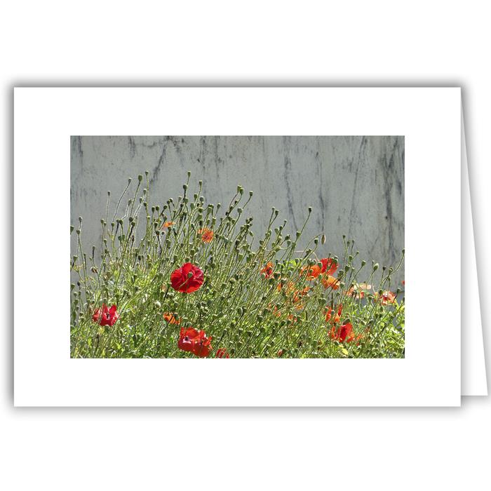 Poppies Against a Wall - photo by David Stafford