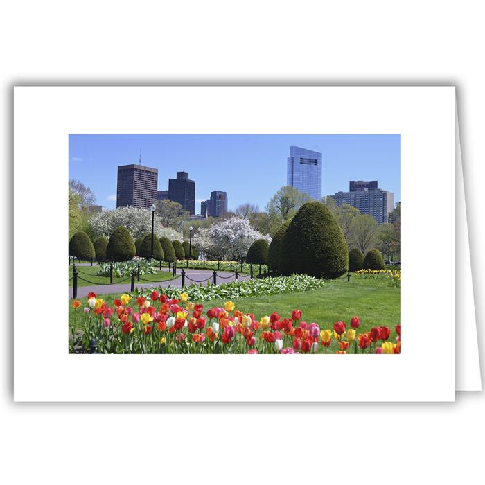 Boston Public Garden Tulips