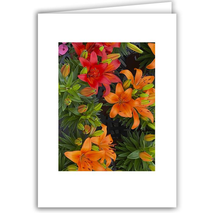 Orange Lilies