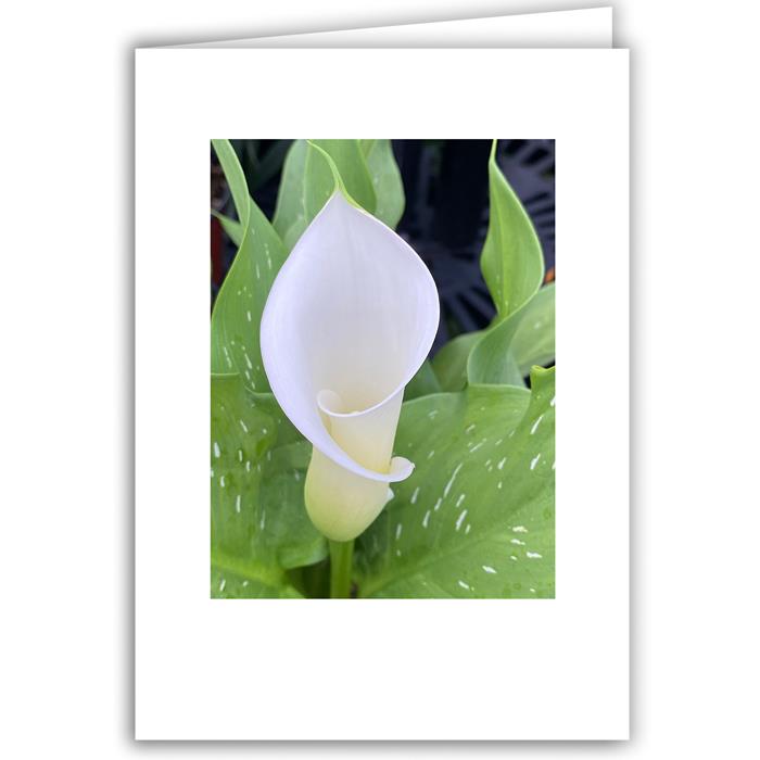 Calla Lily