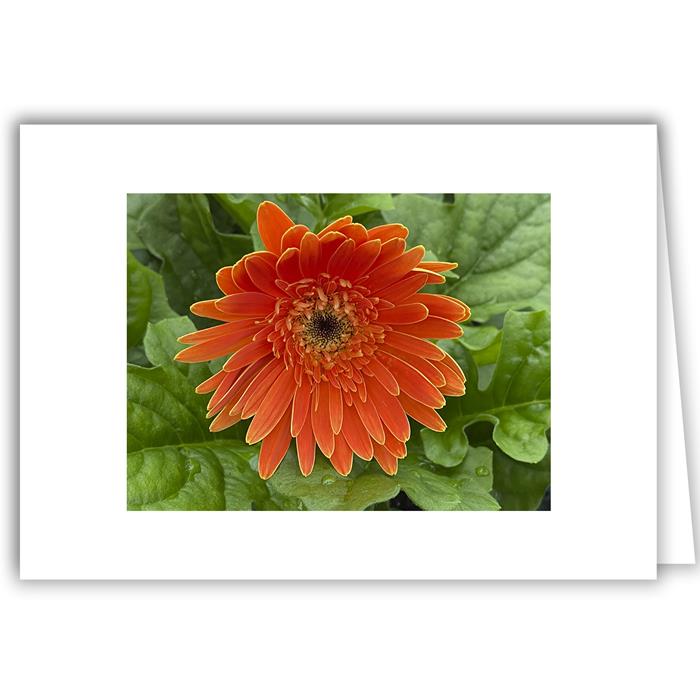 Orange Gerber Daisy