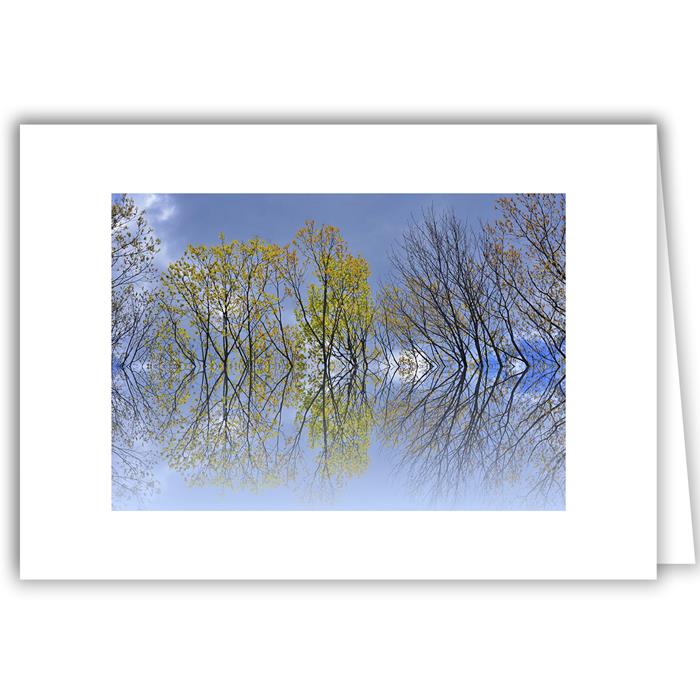 Spring Trees Reflection