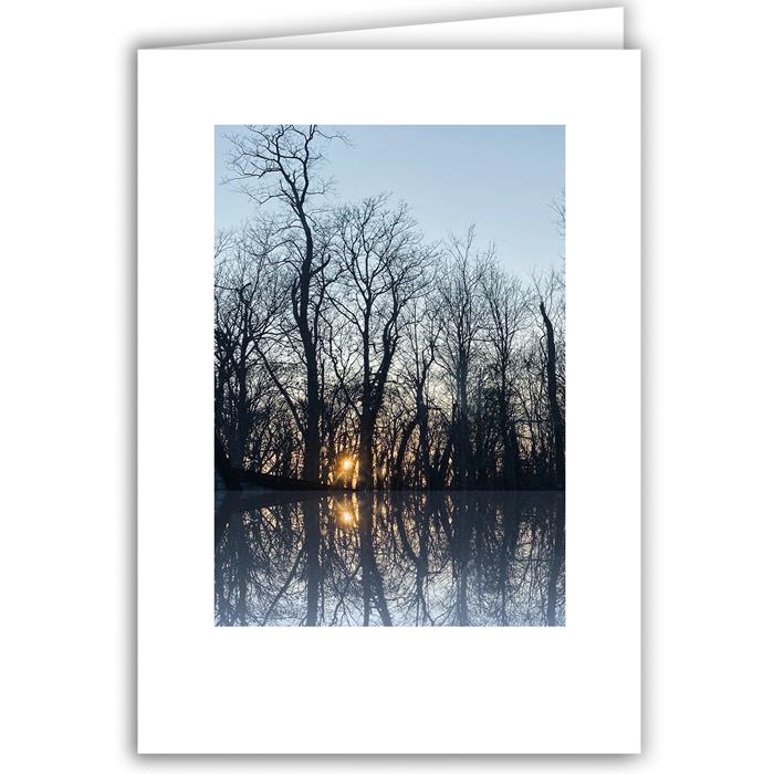 Trees Reflected at Sunset