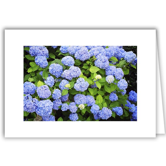 Blue Hydrangea