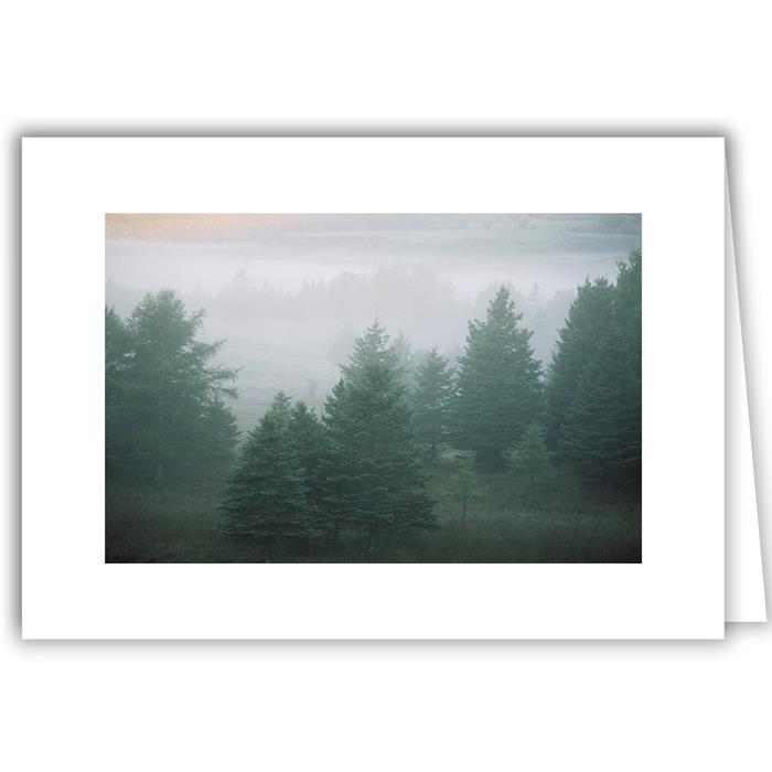 Evergreens in Mist - Winter