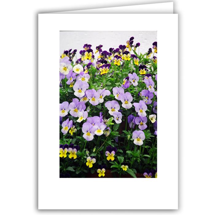 Lavender Violas