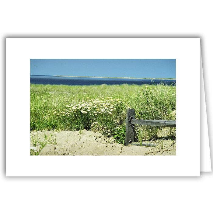 Daisies by the Seaside - Cape Cod