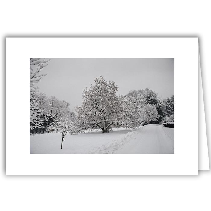 CHBA Trees - Winter