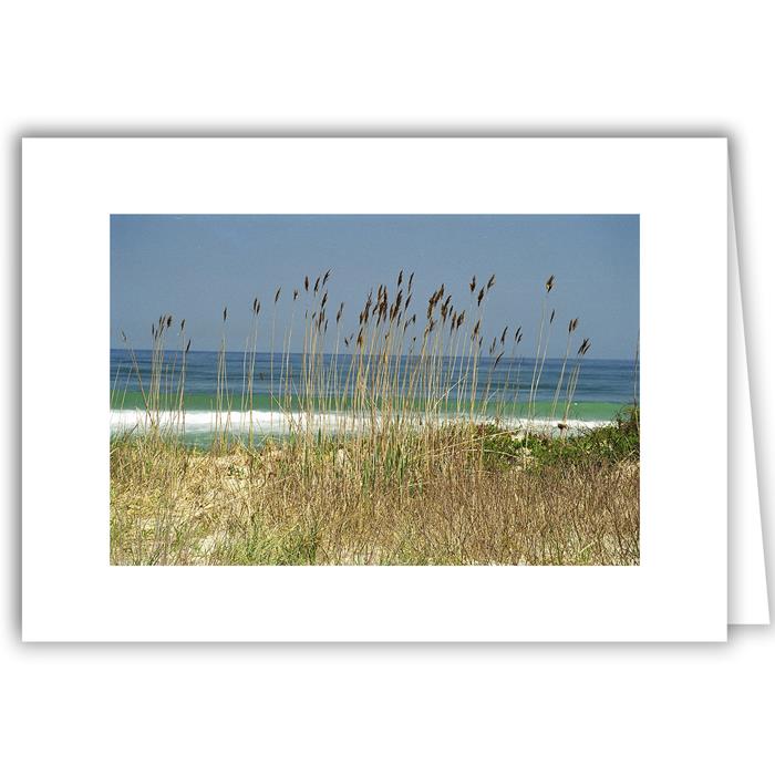 Grasses and Blue Sky