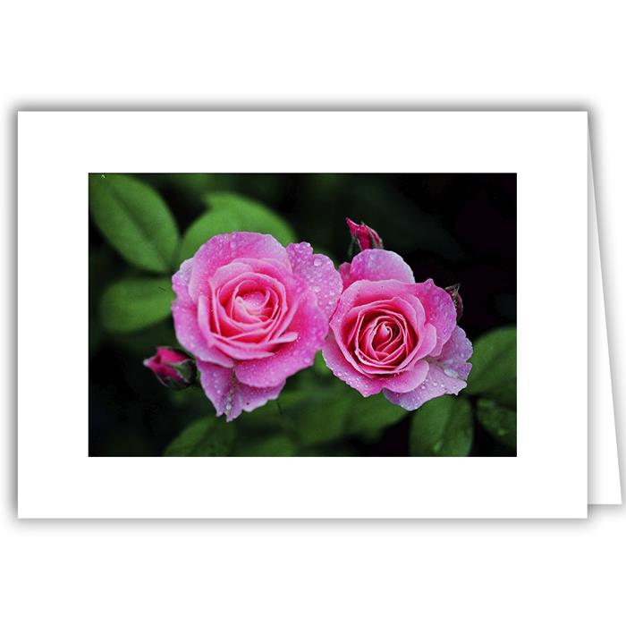 Twin Pink Roses