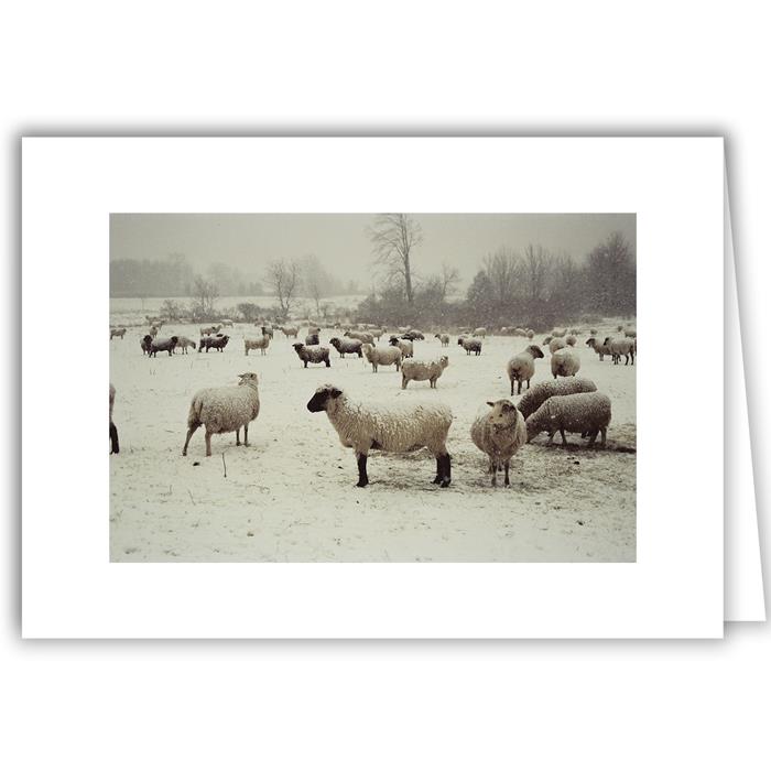 Snowy Sheepscape - Winter