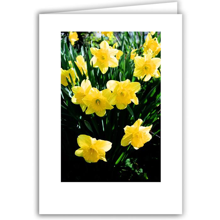 Daffodils