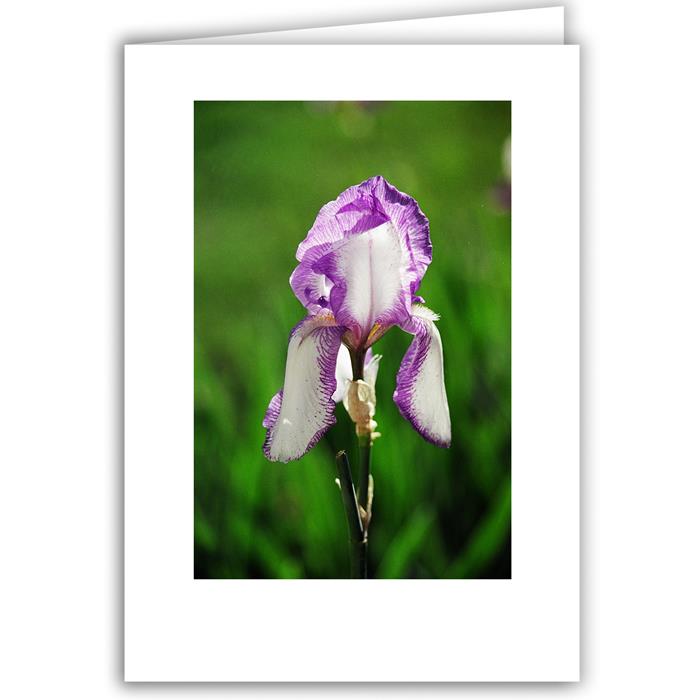 Purple Iris