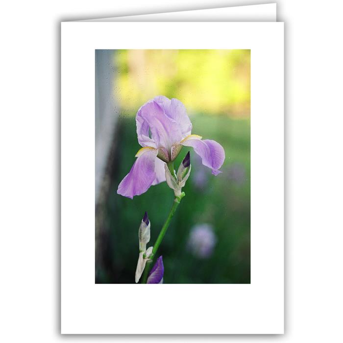 With Sympathy (Purple Iris)