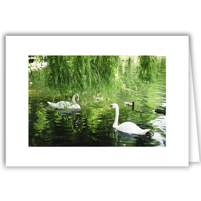 Swans with Weeping Willow