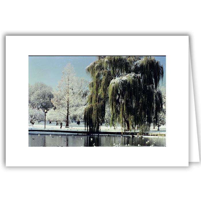 Trees Boston Public Garden - Winter