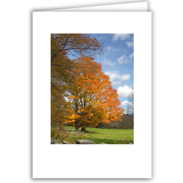 Autumn Tree