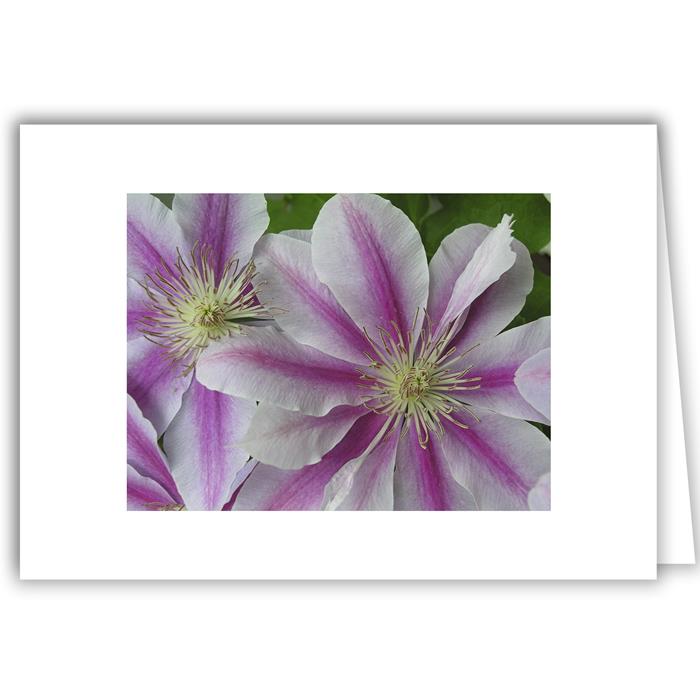 Clematis