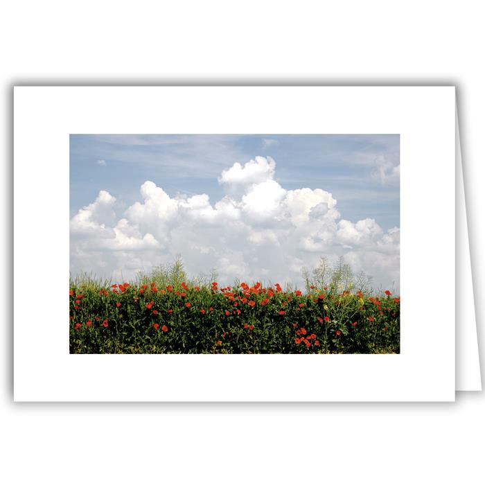 Poppies and Clouds