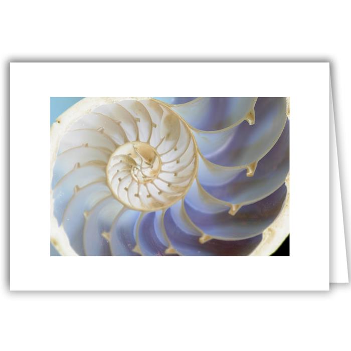 Nautilus Shell