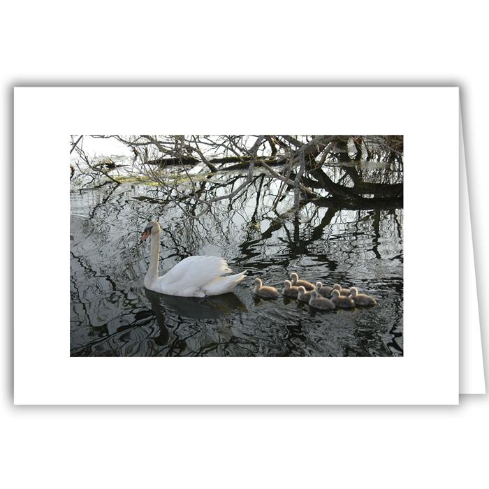 Swan with Cygnets