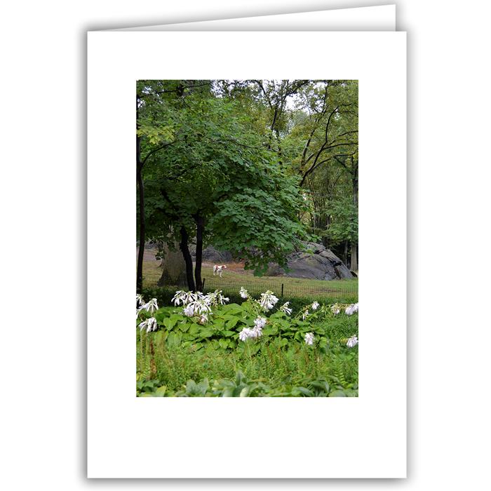 Helen Eddy photo card - Central Park, NY - Item 200d-93