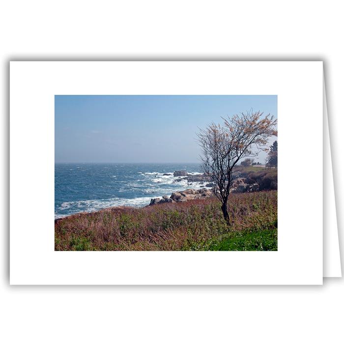 Helen Eddy photo card - Leaning Tree Against Shore - Kennebunkport, ME - Item 47d-K28