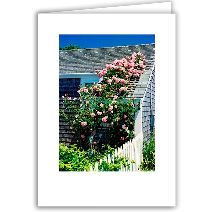 Helen Eddy photo card - Pink Rose Arbor, Nantucket, MA - Item 1195–21