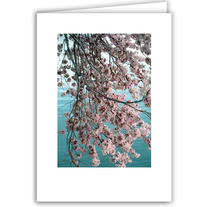 Helen Eddy photo card - Cherry Blossom Branch (V) - Washington DC - Item 97d-10