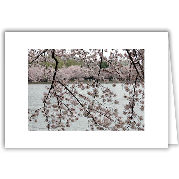 Helen Eddy photo card - Cherry Blossoms Bushes and Trees - Washington DC - Item 140d-66