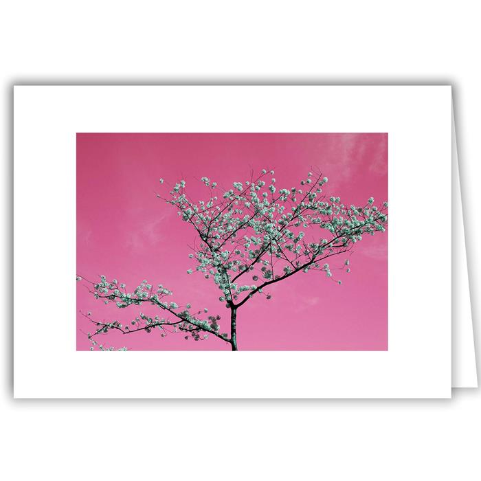 Helen Eddy photo card - Cherry Blossoms Against Pink Sky - Washington DC - Item 140d-51